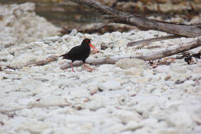 Oystercatcher - Arschlochvogel